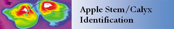 Apple Stem/Calyx
Identification