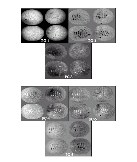 canteloupes